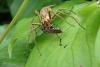 Macrophya punctumalbum